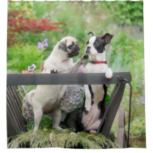 Zwei Hunde pro Mops Welpe und Boston Terrier in ei Duschvorhang