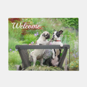 Zwei Hunde pro Mops Welpe und Boston Terrier in ei Fußmatte