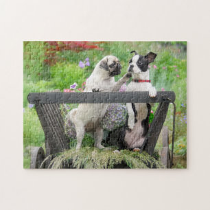 Zwei Hunde pro Mops Welpe und Boston Terrier in ei Puzzle