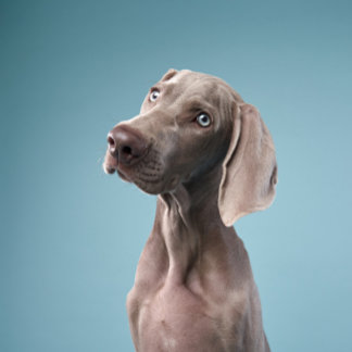 zwei Hunde sitzen am Feuer im Wald. Magnet