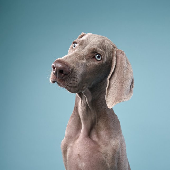 zwei Hunde sitzen am Feuer im Wald. Magnet (Von Creator hochgeladen)