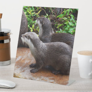 Zwei hungrige Otter, die für Fische Gewartet werde Sockelschild