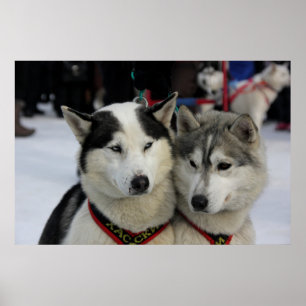 Zwei Husky Fotografy Sled Dog Poster