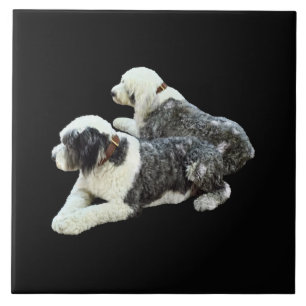 Zwei Hütehunde Fliese