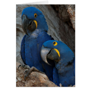 Zwei Hyacinth Macaws, Brasilien