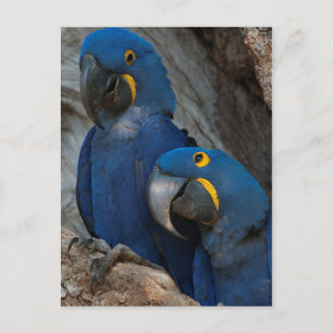 Zwei Hyacinth Macaws, Brasilien Postkarte
