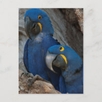 Zwei Hyacinth Macaws, Brasilien