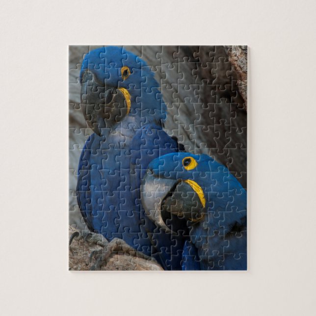 Zwei Hyacinth Macaws, Brasilien Puzzle (Vertikal)