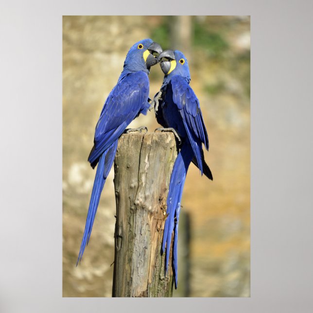 Zwei Hyacinth Macaws Poster (Vorne)