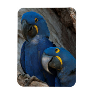 Zwei Hyazinthenaras, Brasilien Magnet
