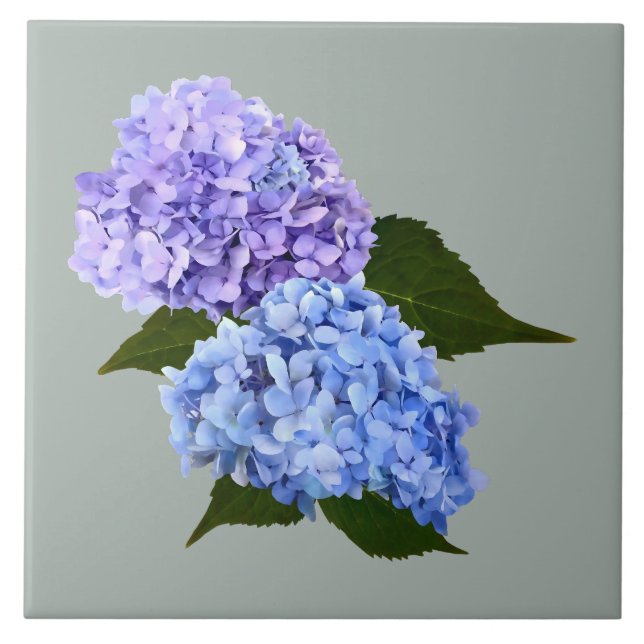 Zwei Hydrangea Lavender und Blau Fliese (Vorderseite)