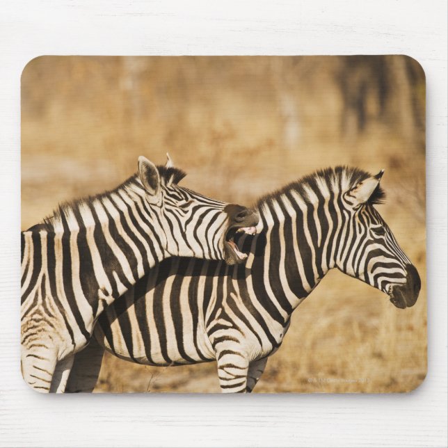 Zwei im Gras stehende Zebras Mousepad (Vorne)