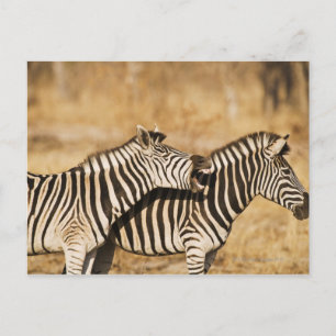 Zwei im Gras stehende Zebras Postkarte