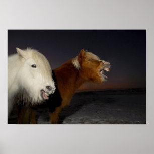 Zwei isländische Pferde Poster