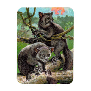 Zwei Ja-Ayes in einem Baum in Madagaskar Vintag Magnet