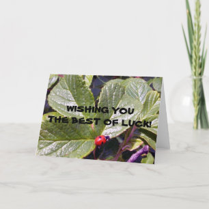 Zwei Jahre alte Marienkäfer-Gruß-Karten- Karte