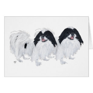 Zwei Japan-Chin-Hunde