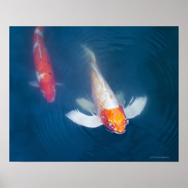 Zwei japanische Koi-Fische im Teich Poster (Vorne)
