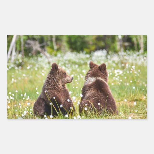 Zwei junge Braunbären-Aufkleber Rechteckiger Aufkleber (Vorderseite)