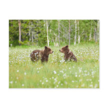 Zwei junge braune Bären in Finnland Postkarte