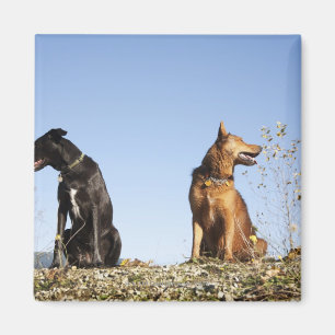 Zwei junge Hunde, die in die entgegengesetzte Rich Magnet