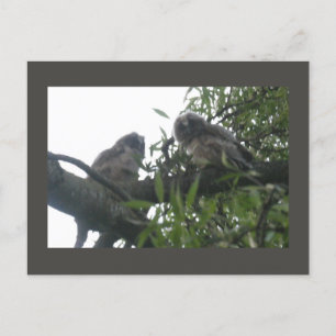 Zwei junge, langhaarige Eulen Postkarte