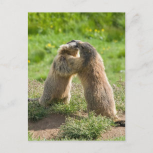 zwei junge Murmeltiere Postkarte