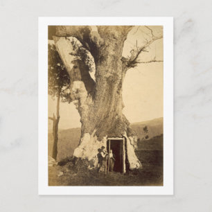 Zwei Jungen vor der Haustür ihres Baumhauses, c.18 Postkarte