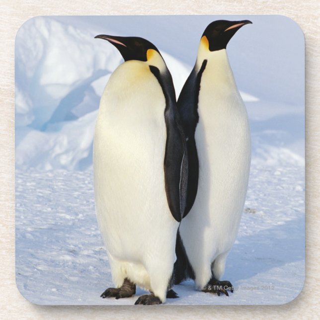 Zwei Kaiser-Pinguine in der Antarktis Getränkeuntersetzer (Vorderseite)