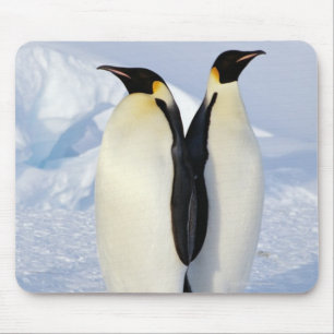 Zwei Kaiser-Pinguine in der Antarktis Mousepad