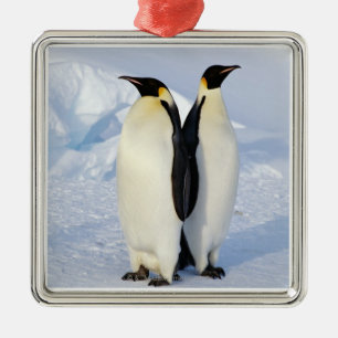 Zwei Kaiser-Pinguine in der Antarktis Ornament Aus Metall