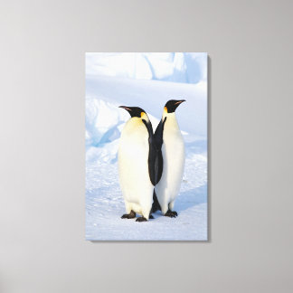 Zwei Kaiserpinguine in der Antarktis Leinwanddruck