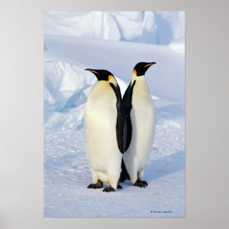 Zwei Kaiserpinguine in der Antarktis Poster