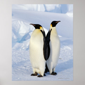 Zwei Kaiserpinguine in der Antarktis Poster