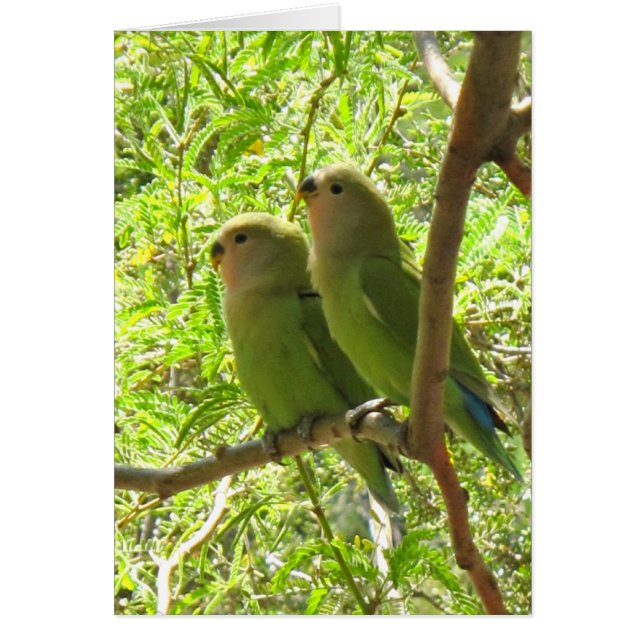 Zwei Kakados von Arizona (Vorne)