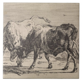 Zwei Kampfstiere (von Paulus Potter) Fliese