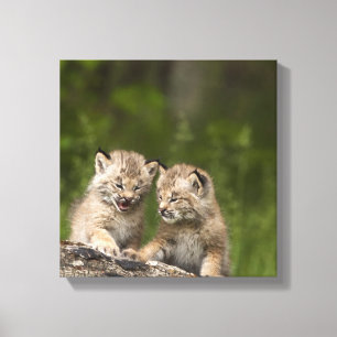 Zwei Kanada-Luchs-Kätzchen, die auf einem Klotz Leinwanddruck