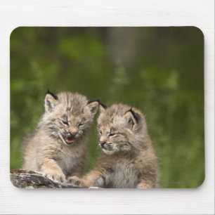Zwei Kanada-Luchs-Kätzchen, die auf einem Klotz Mousepad