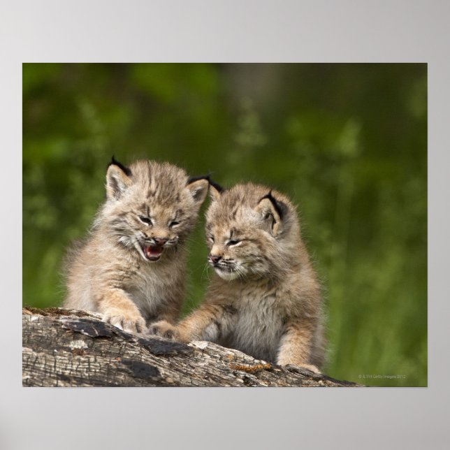 Zwei Kanadas Lynx (Lynx Canadensis) Kätzchen Poster (Vorne)