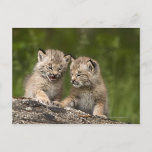 Zwei Kanadas Lynx (Lynx Canadensis) Kätzchen Postkarte