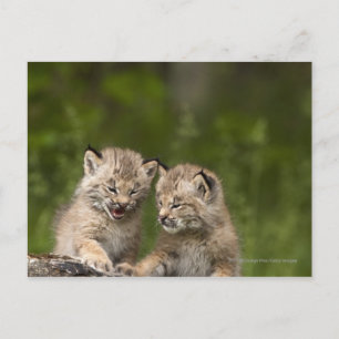 Zwei kanadische Lynx Kätzchen spielen auf einem Lo Postkarte