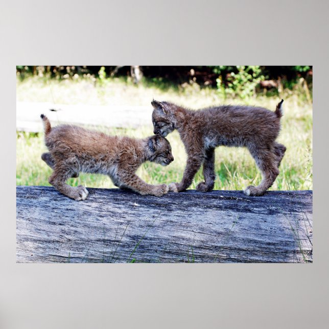 Zwei kanadische Lynx Kittens spielen auf einem Log Poster (Vorne)