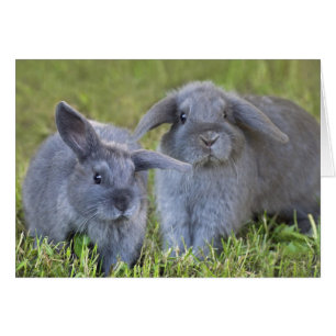 Zwei Kaninchen-Karte