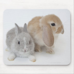 Zwei Kaninchen.Netherland Zwerg und Holland Lop. Mousepad
