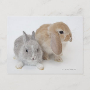 Zwei Kaninchen.Netherland Zwerg und Holland Lop. Postkarte
