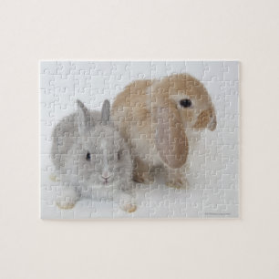 Zwei Kaninchen.Netherland Zwerg und Holland Lop. Puzzle