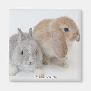 Zwei Kaninchen. Netherland Zwerg-und Magnet