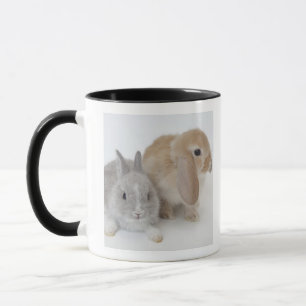 Zwei Kaninchen. Netherland Zwerg-und Tasse
