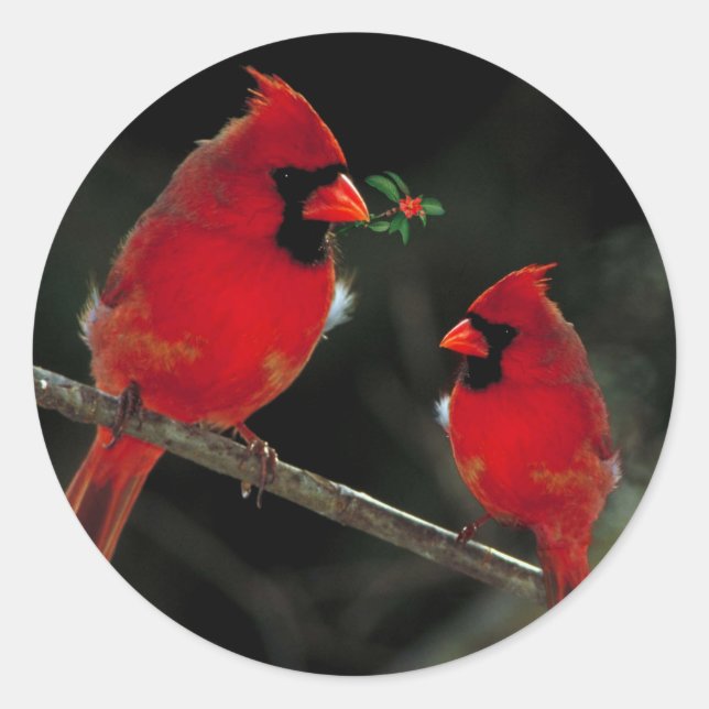 Zwei Kardinäle Weihnachts-Umschlag Aufkleber Stick (Vorderseite)