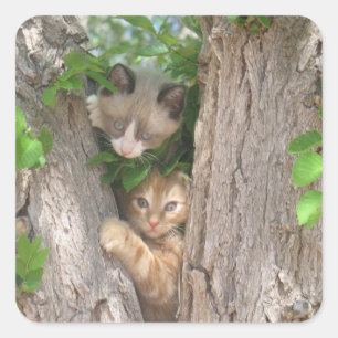 Zwei Kätzchen auf einem Baum Quadratischer Aufkleber